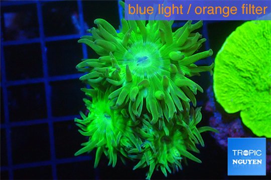 Duncanopsammia green 3 polyps WYSIWYG acclimaté