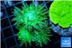 Duncanopsammia green 3 polyps WYSIWYG acclimaté