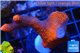 Montipora digitata red 3-4 cm WYSIWYG acclimaté