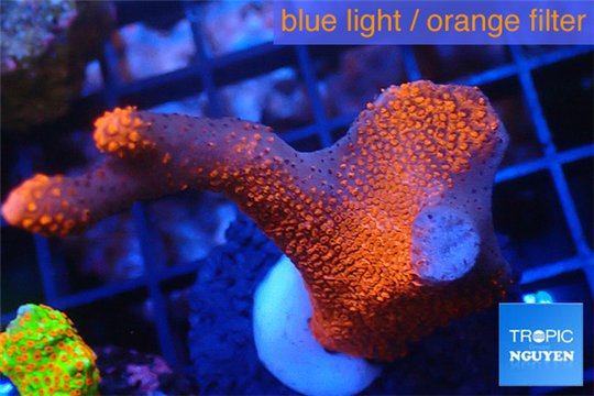 Montipora digitata red 3-4 cm WYSIWYG acclimaté