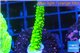 Acropora full neon green 2-3 cm WYSIWYG acclimaté