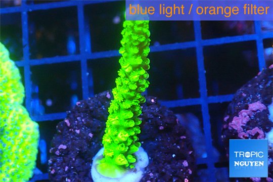 Acropora full neon green 2-3 cm WYSIWYG acclimaté