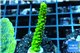 Acropora full neon green 2-3 cm WYSIWYG acclimaté