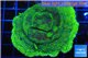 Montipora green & purple polyps 4-6 cm WYSIWYG acclimaté