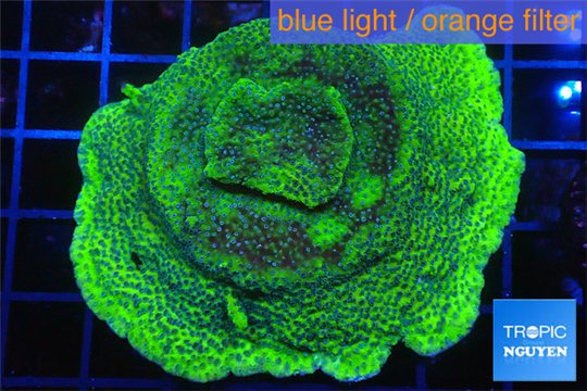 Montipora green & purple polyps 4-6 cm WYSIWYG acclimaté