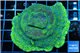 Montipora green & purple polyps 4-6 cm WYSIWYG acclimaté