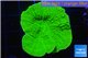 Montipora green cap 3-5 cm WYSIWYG acclimaté
