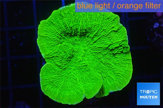 Montipora green cap 3-5 cm WYSIWYG acclimaté