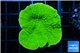 Montipora green cap 3-5 cm WYSIWYG acclimaté