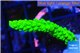 Acropora full neon green 2-3 cm WYSIWYG acclimaté
