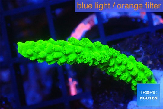 Acropora full neon green 2-3 cm WYSIWYG acclimaté