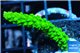 Acropora full neon green 2-3 cm WYSIWYG acclimaté