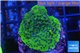 Montipora red & purple polyps Fijii 2 cm WYSIWYG acclimaté
