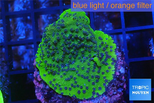 Montipora red & purple polyps Fijii 2 cm WYSIWYG acclimaté