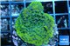 Montipora red & purple polyps Fijii 2 cm WYSIWYG acclimaté