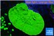 Montipora green cap 3-4 cm WYSIWYG acclimaté