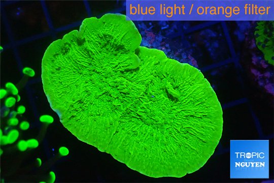 Montipora green cap 3-4 cm WYSIWYG acclimaté