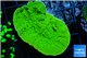 Montipora green cap 3-4 cm WYSIWYG acclimaté