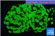 Euphyllia paraancora toxic green 3-6 cm WYSIWYG acclimaté