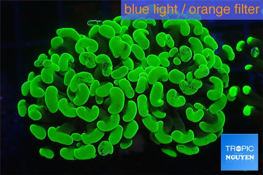 Euphyllia paraancora toxic green 3-6 cm WYSIWYG acclimaté