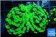 Euphyllia paraancora toxic green 3-6 cm WYSIWYG acclimaté