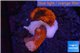 Montipora digitata red 2-4 cm WYSIWYG acclimaté