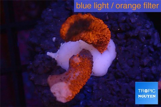 Montipora digitata red 2-4 cm WYSIWYG acclimaté