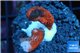 Montipora digitata red 2-4 cm WYSIWYG acclimaté