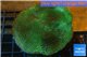 Porites green & purple polyps 6-8 cm WYSIWYG acclimaté