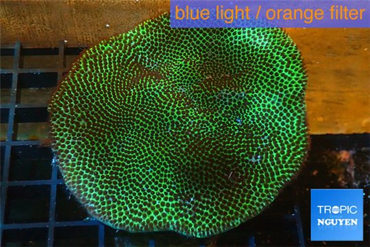 Porites green & purple polyps 6-8 cm WYSIWYG acclimaté