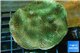 Porites green & purple polyps 6-8 cm WYSIWYG acclimaté