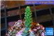 Acropora green Indonesia 1-2 cm WYSIWYG acclimaté