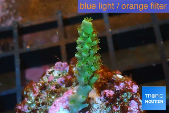 Acropora green Indonesia 1-2 cm WYSIWYG acclimaté