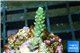 Acropora green Indonesia 1-2 cm WYSIWYG acclimaté