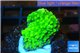 Acropora green Indonesia 1-2 cm WYSIWYG acclimaté