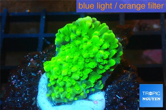 Acropora green Indonesia 1-2 cm WYSIWYG acclimaté
