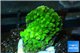 Acropora green Indonesia 1-2 cm WYSIWYG acclimaté