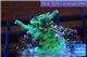 Acropora green Indonesia 1-2 cm WYSIWYG acclimaté