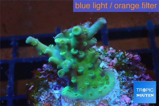 Acropora green Indonesia 1-2 cm WYSIWYG acclimaté