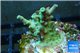 Acropora green Indonesia 1-2 cm WYSIWYG acclimaté