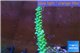 Acropora pink & green Indonesia 3-4 cm WYSIWYG acclimaté
