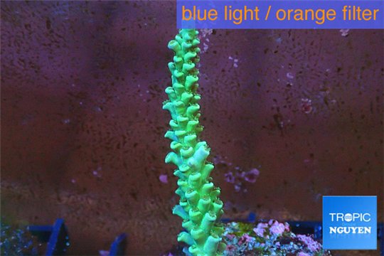 Acropora pink & green Indonesia 3-4 cm WYSIWYG acclimaté