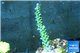 Acropora pink & green Indonesia 3-4 cm WYSIWYG acclimaté