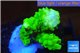 Acropora full neon green 3-4 cm WYSIWYG acclimaté