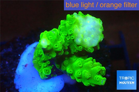Acropora full neon green 3-4 cm WYSIWYG acclimaté