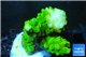 Acropora full neon green 3-4 cm WYSIWYG acclimaté