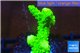 Acropora full neon green 3-4 cm WYSIWYG acclimaté