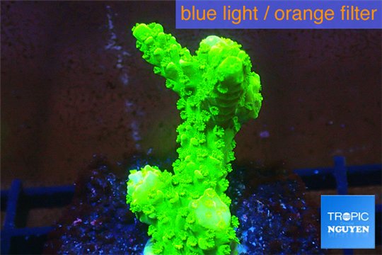 Acropora full neon green 3-4 cm WYSIWYG acclimaté
