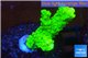 Acropora full neon green 3-4 cm WYSIWYG acclimaté