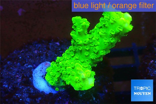 Acropora full neon green 3-4 cm WYSIWYG acclimaté